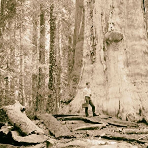 Sequoia National Park Sept 1957 Dead Giant conspicuous