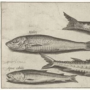 H Collection: Herring Smelt
