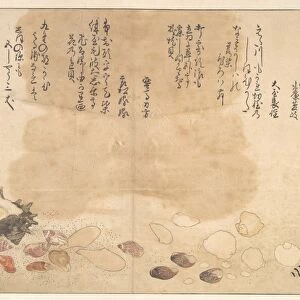 Shells under Water Edo period 1615-1868 1790