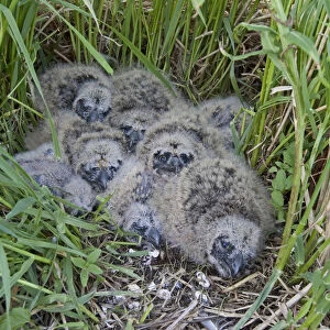 Short-eared Owl chicks in nest, Asio flammeus
