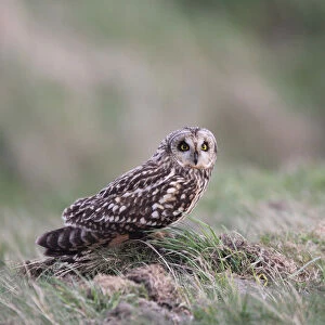 Short-eared Owl perched on the ground, Asio flammeus