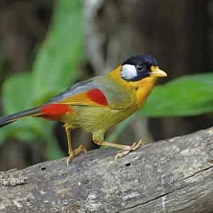 Silver-eared Mesia perched on trunk, Leiothrix argentauris