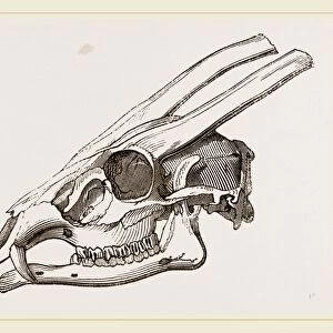 Skull of Muntjak