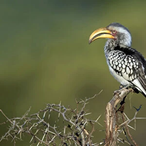 Southern Yellow-Billed Hornbill sitting on branch, South Africa