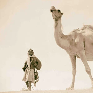 Study camel Close up sky 1920 Middle East Israel