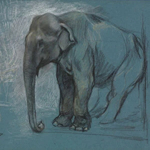 Study Elephant John Macallan Swan British 1847-1910