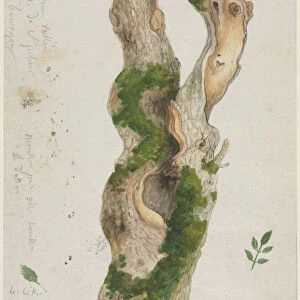 Study Tree Trunk Georges Michel French 1763-1843