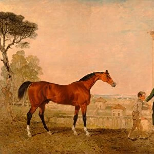 Sultan at the Marquess of Exeters Stud, Burghley House, Lambert Marshall
