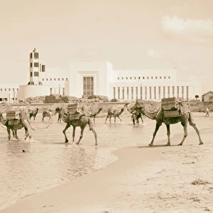 Tel Aviv Reading Power House camels fording river
