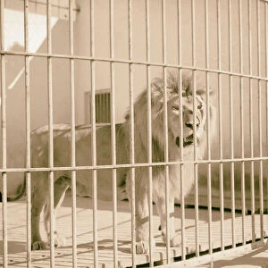 Tel Aviv Zoo Lion 1934 Israel