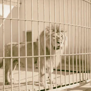 Tel Aviv Zoo Lion 1934 Israel