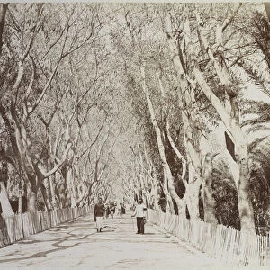 Tree-line avenue Basse Egypte Janvier 1906 Travel albums