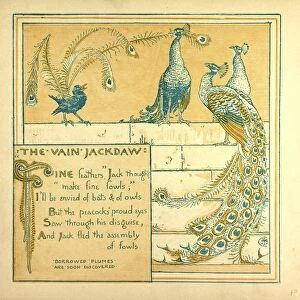 The Vain Jackdraw