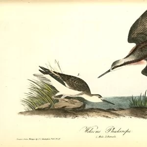 Wilsons Phalarope. 1. Male. 2. Female. Audubon, John James, 1785-1851