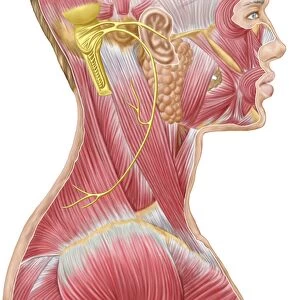 Accessory nerve view showing neck and facial muscles