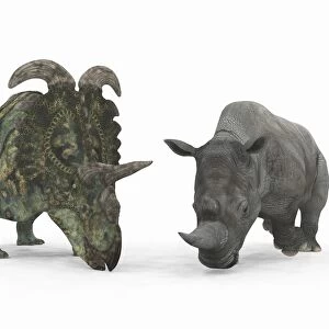 An adult Albertaceratops compared to a modern adult White Rhinoceros