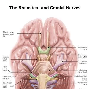 Anatomy of human brain stem and cranial nerves