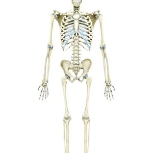 Anterior view of human skeletal system