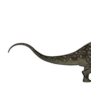 Argentinosaurus dinosaur isolated on white background