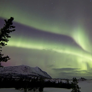 Aurora borealis over Carcross Desert, Carcross, Yukon, Canada