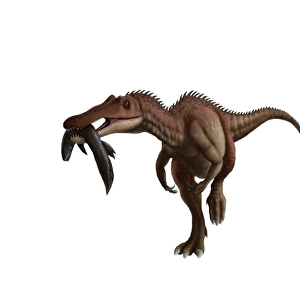 A Baryonyx dinosaur with a fish in mouth, white background