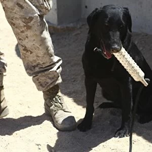 A black labrador sits with a chew toy next to his handler