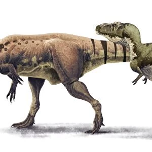 Body size comparison between Giganotosaurus carolinii and Tyrannosaurus rex