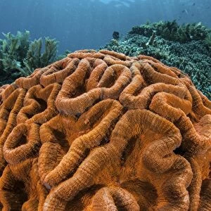 A brilliantly colored coral colony grows on a healthy reef
