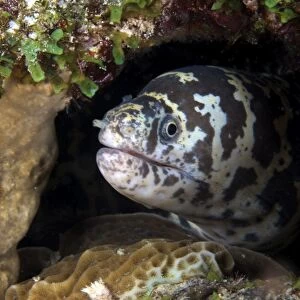 A chain moray eel peers out of its hole, Bonaire, Caribbean Netherlands