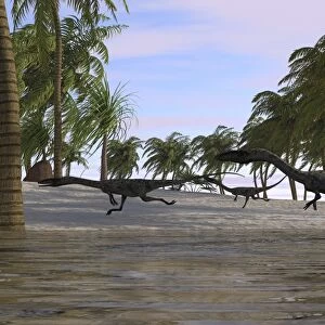 Three Coelophysis running along the shore