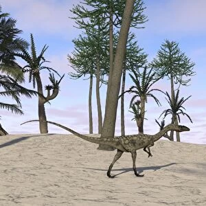 Coelophysis in a tropical environment