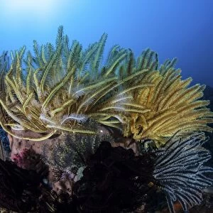 Colorful crinoids aggregate on a healthy coral reef in Indonesia