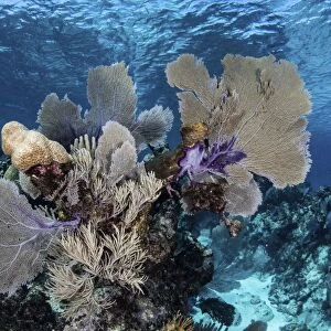 A colorful set of gorgonians on a diverse reef in the Caribbean Sea