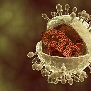 Conceptual image of human cytomegalovirus