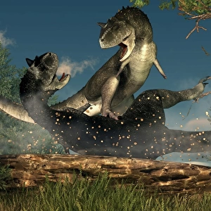 A couple of Carnotaurus dinosaurs fighting