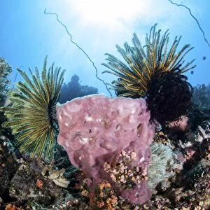 Crinoids cling to a large sponge on a healthy coral reef