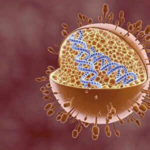 Cutaway view of Reoviridae virus showing dna inside