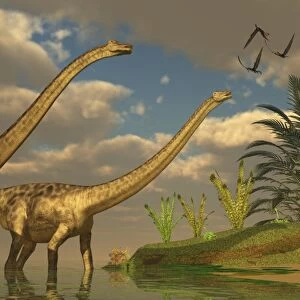Diplodocus dinosaurs in a mating ritual