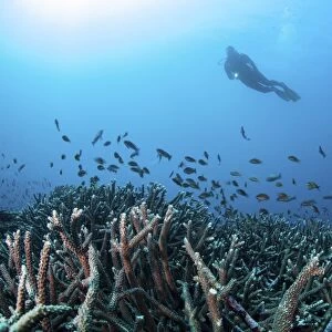 A diver swims above a healthy coral reef in Komodo National Park, Indonesia