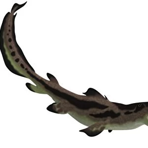 Edestus shark of the Carboniferous period
