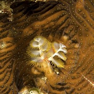 Extreme close-up of a christmas tree worm, Curacao