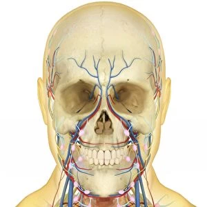 Human face and neck area with nervous system, lymphatic system and circulatory system
