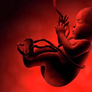 Human fetus inside amniotic sac