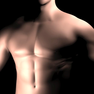 Male body, waist up