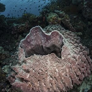 A massive barrel sponge grows n the Solomon Islands