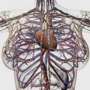 Medical illustration of female breast arteries, veins and lymphatic system