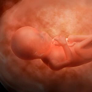 Medical illustration of fetus development at 24 weeks