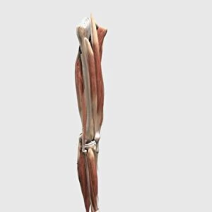 Medical illustration of human leg muscles, bones and joints