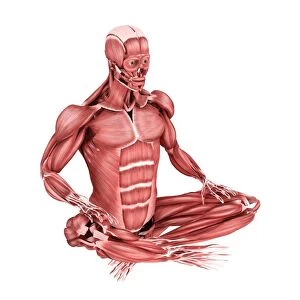 Medical illustration of male muscles in a sitting position