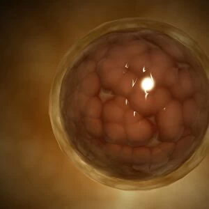 Microscopic view of a blastula during pregnancy